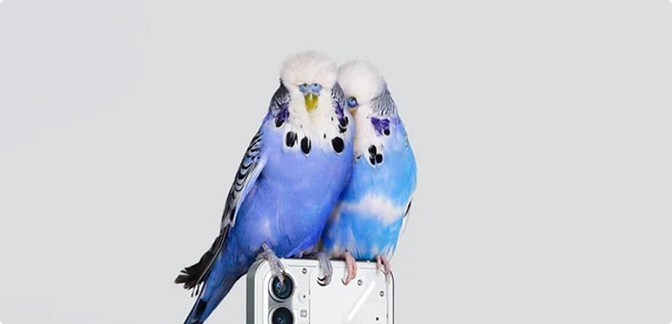 Parrot